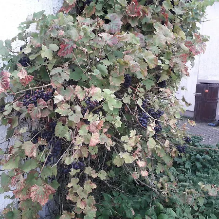 Boerderij De Boerenzwaluw *