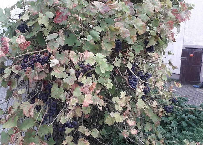 Boerderij De Boerenzwaluw *